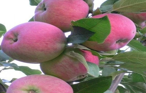 Сорт яблони Мантед