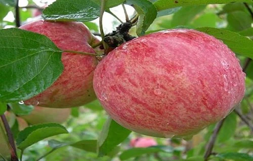 Сорт яблони Коричное полосатое